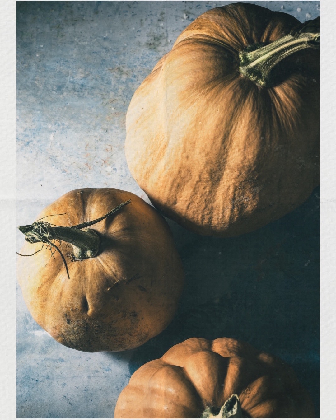 Zucca